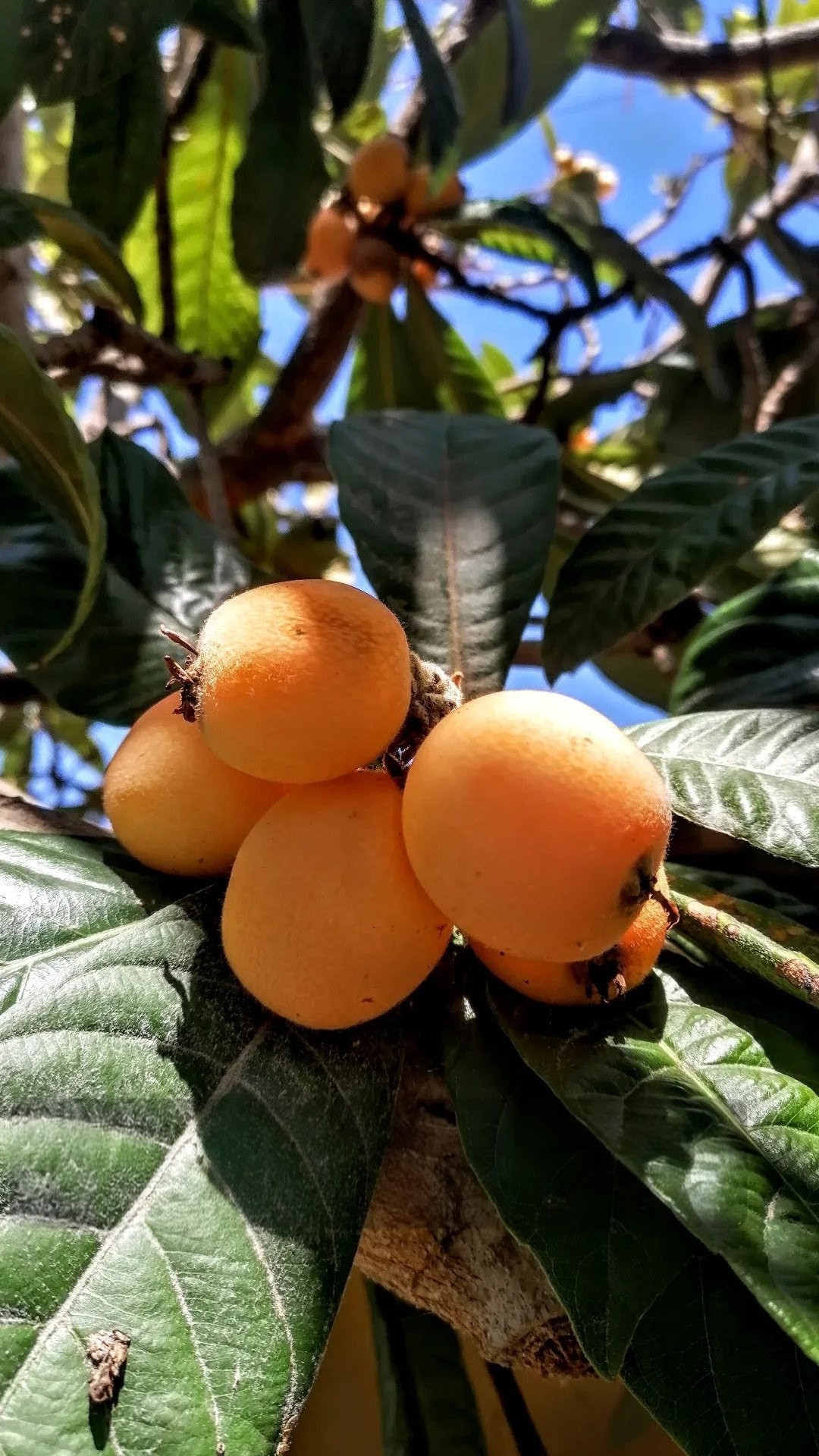 Nèfles sur l’arbre